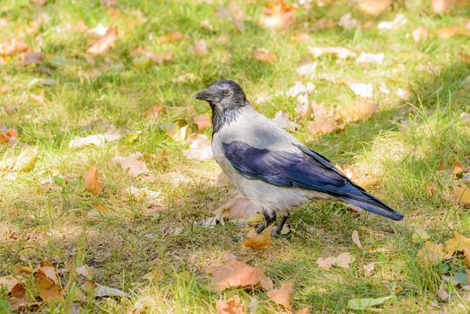 A hooded crow walks on the grass with autumn leaves and is watches around him