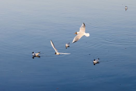 A black-headed seagull, Chroicocephalus ridibundus, is flying over the blue waters of the Dnieper river in Kiev the capitol of Ukraine