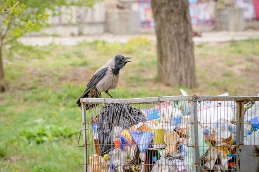 A Hooded crow is looking for food in the dump.