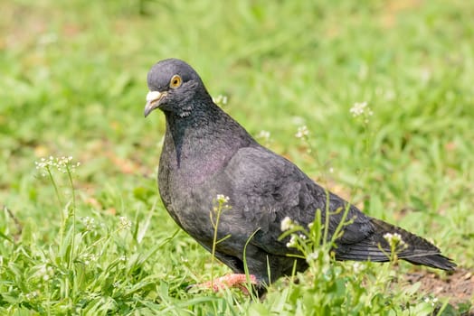 A gray pigeon is walking on the green grass