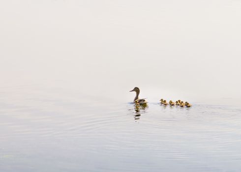 An adult female duck is swimming on the Dnieper river followed by her duckling family