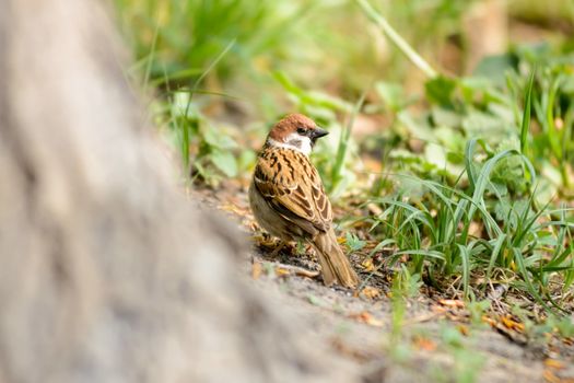 A sparrow is hiding behind a tree trunk