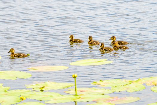 Many ducklings are swimming on the river close to the yellow waterlilies