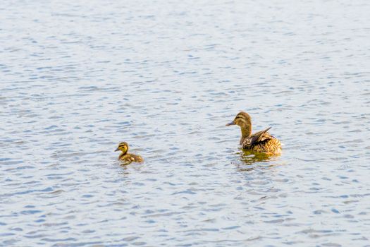 A female duck is swimming on the river with her baby duckling