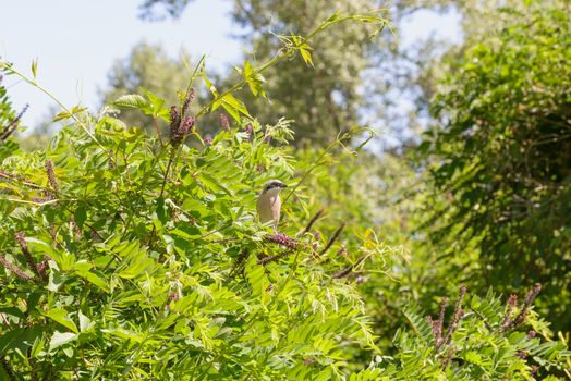 Red-backed shrike on the lookout stands a pink acacia branch in the park close to the river