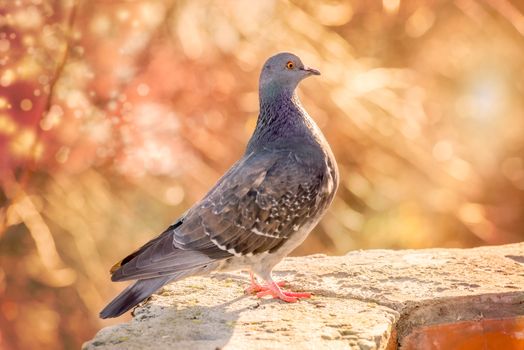 Proud Pigeon on the Wall illuminated by a tepid winter sun