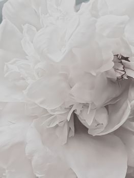 White peony flower as abstract floral background for holiday branding design