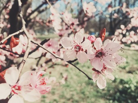 Vintage background of apple tree flowers bloom, floral blossom in sunny spring