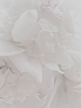 White peony flower as abstract floral background for holiday branding design