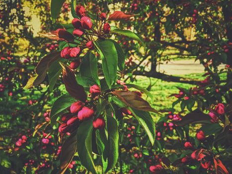 Red berries on tree at sunset in spring, nature and agriculture