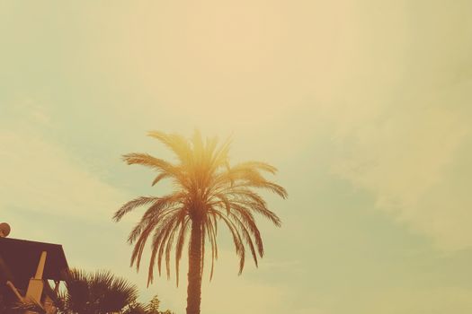 Tropical palm tree leaves in hot summer day as vintage background, nature and travel concept