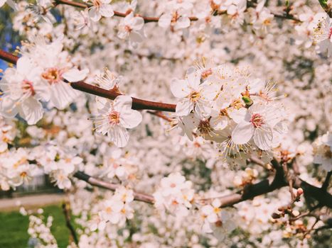 Blooming apple tree flowers in spring as floral background, nature and agriculture