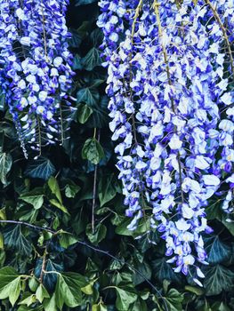 Blue wisteria flowers and leaves in botanical garden as floral background, nature and flowering scenery