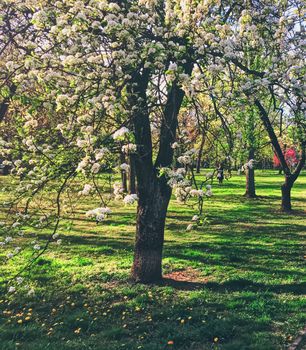 Blooming trees in spring in a city park, nature and landscape