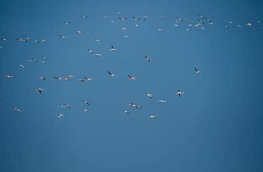 Flying flock of nice greater Flamingos with clear blue sky. Ebro River Delta Natural Park.The greater flamingo or Phoenicopterus roseus is the most widespread and largest species of the flamingo family. Copy space available