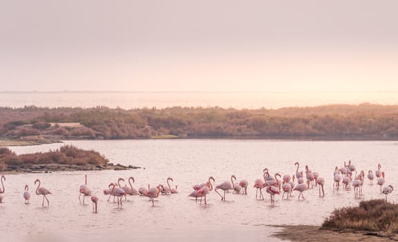 Group of flamingos walking in the same direction at Ebro Delta Natural Park. African birds. The greater flamingo or Phoenicopterus roseus is the most widespread and largest species of the flamingo family.