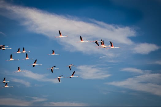 Flying flock of nice greater Flamingos with clear blue sky. Ebro River Delta Natural Park.The greater flamingo or Phoenicopterus roseus is the most widespread and largest species of the flamingo family. Copy space available