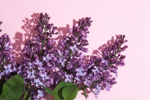 Purple lilac flowers bouquet on pink background. Stylish floral greeting card. Happy mothers day.