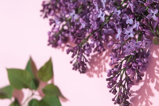 Purple lilac flowers bouquet on pink background. Stylish floral greeting card. Happy mothers day.