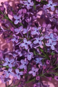 Purple lilac flowers bouquet on pink background. Stylish floral greeting card. Happy mothers day.