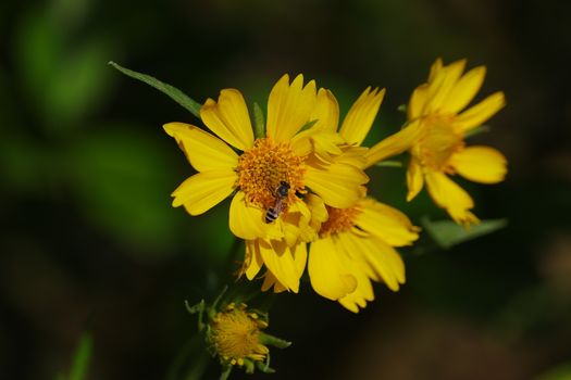 yellow flower and honey bee image , background, royalty free image