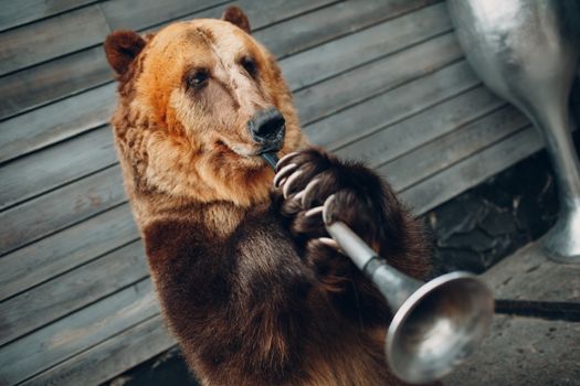 Brown Bear plays trumpet