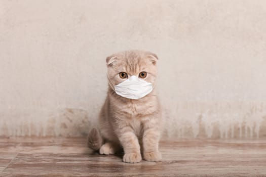 Cat in medical face mask. Coronavirus and stay at home.