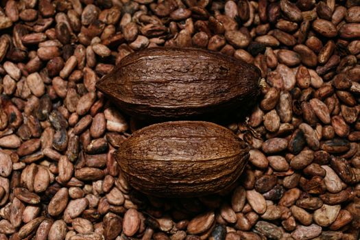 Artisan bio chocolate making, coca fruits and beans, source of theobromine.