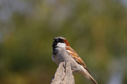 royalty free sparrow bird , sparrow image, HD