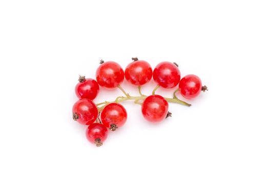 Red currant closeup isolated on white background