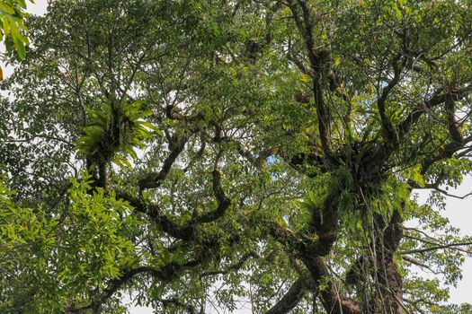 Asplenium Nidus parasites on branches in the crown of a huge tropical tree. Green leaves of Asplenium nidus. Bird's Nest Fern is an epiphytic species of fern in the family Aspleniaceae.
