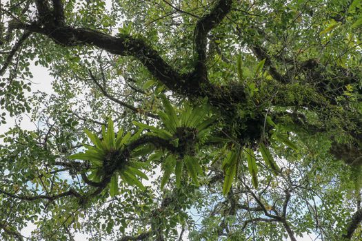 Asplenium Nidus parasites on branches in the crown of a huge tropical tree. Green leaves of Asplenium nidus. Bird's Nest Fern is an epiphytic species of fern in the family Aspleniaceae.
