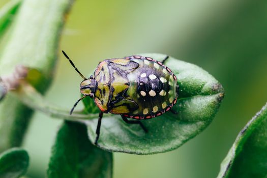 Nezara viridula or green stink bug.