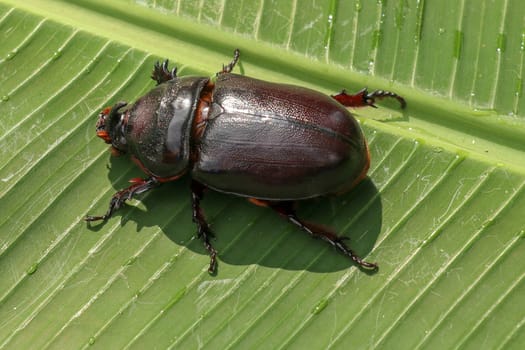 Top view of European Rhinoceros Beetle. Oryctes Nasicornis on a green leaf and flower. Macro shot of beautiful beetle in nature. Closeup shot of male Rhinoceros beetle. Amazing natural background.
