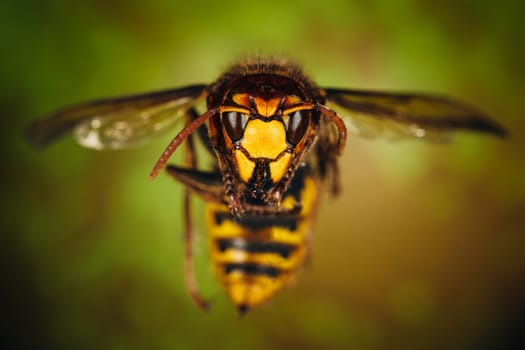 Close up of a hornet's head.