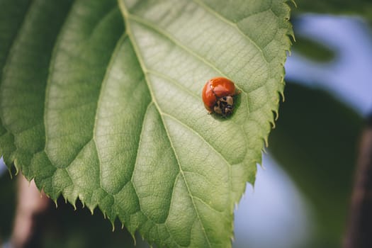 Red ladybug on a green raspberry leaf.