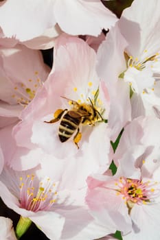 Close up of a bee pollinating cherry tree flowers