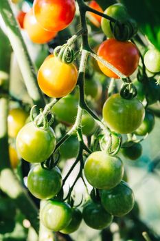 Close up of red, orange and green cherry tomatoes on a tomato plant.
