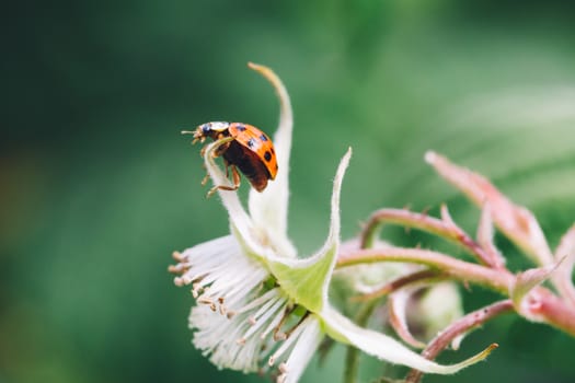 Red ladybug on a raspberry flower.