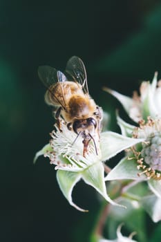 Close up of a bee pollinating raspberry flowers.