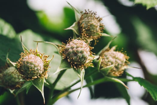 Raspberry flowers freshly pollinated