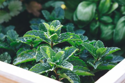 Close up of a Moroccan mint plant in a garden.