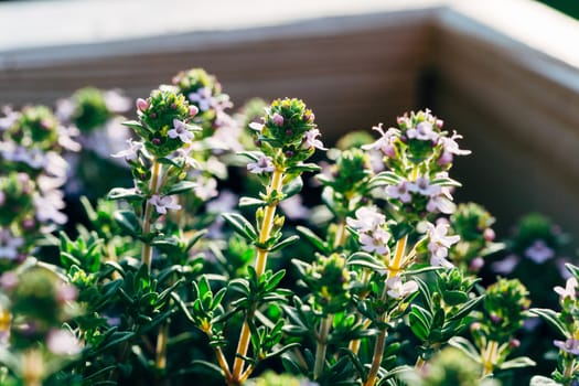 Closeup of blooming thyme herbs