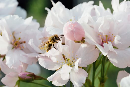 Close up of a bee pollinating cherry tree flowers