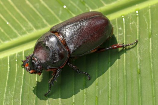 Top view of European Rhinoceros Beetle. Oryctes Nasicornis on a green leaf and flower. Macro shot of beautiful beetle in nature. Closeup shot of male Rhinoceros beetle. Amazing natural background.