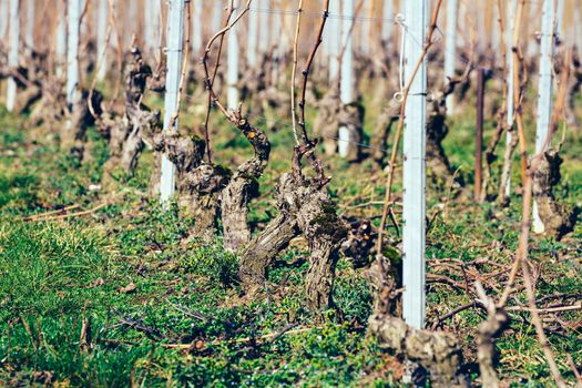 Grape vines freshly pruned in a vineyard.