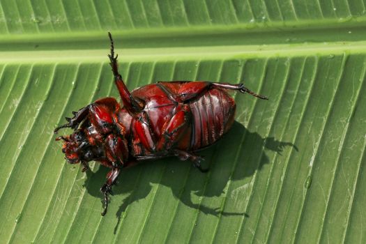 View of European Rhinoceros Beetle. Oryctes Nasicornis on a green leaf and flower. Macro shot of beautiful beetle in nature. Closeup shot of male Rhinoceros beetle. Amazing natural background.