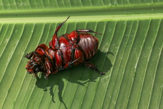 View of European Rhinoceros Beetle. Oryctes Nasicornis on a green leaf and flower. Macro shot of beautiful beetle in nature. Closeup shot of male Rhinoceros beetle. Amazing natural background.
