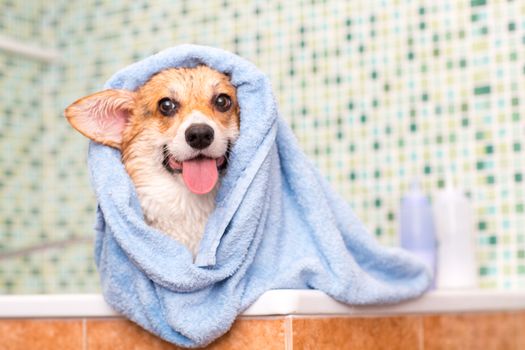 Corgi dog with towel after wash in the bathroom.