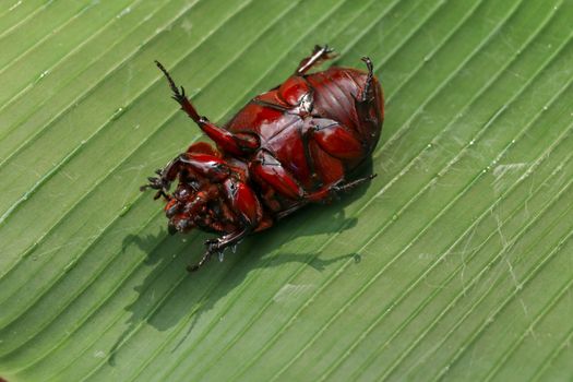 View of European Rhinoceros Beetle. Oryctes Nasicornis on a green leaf and flower. Macro shot of beautiful beetle in nature. Closeup shot of male Rhinoceros beetle. Amazing natural background.